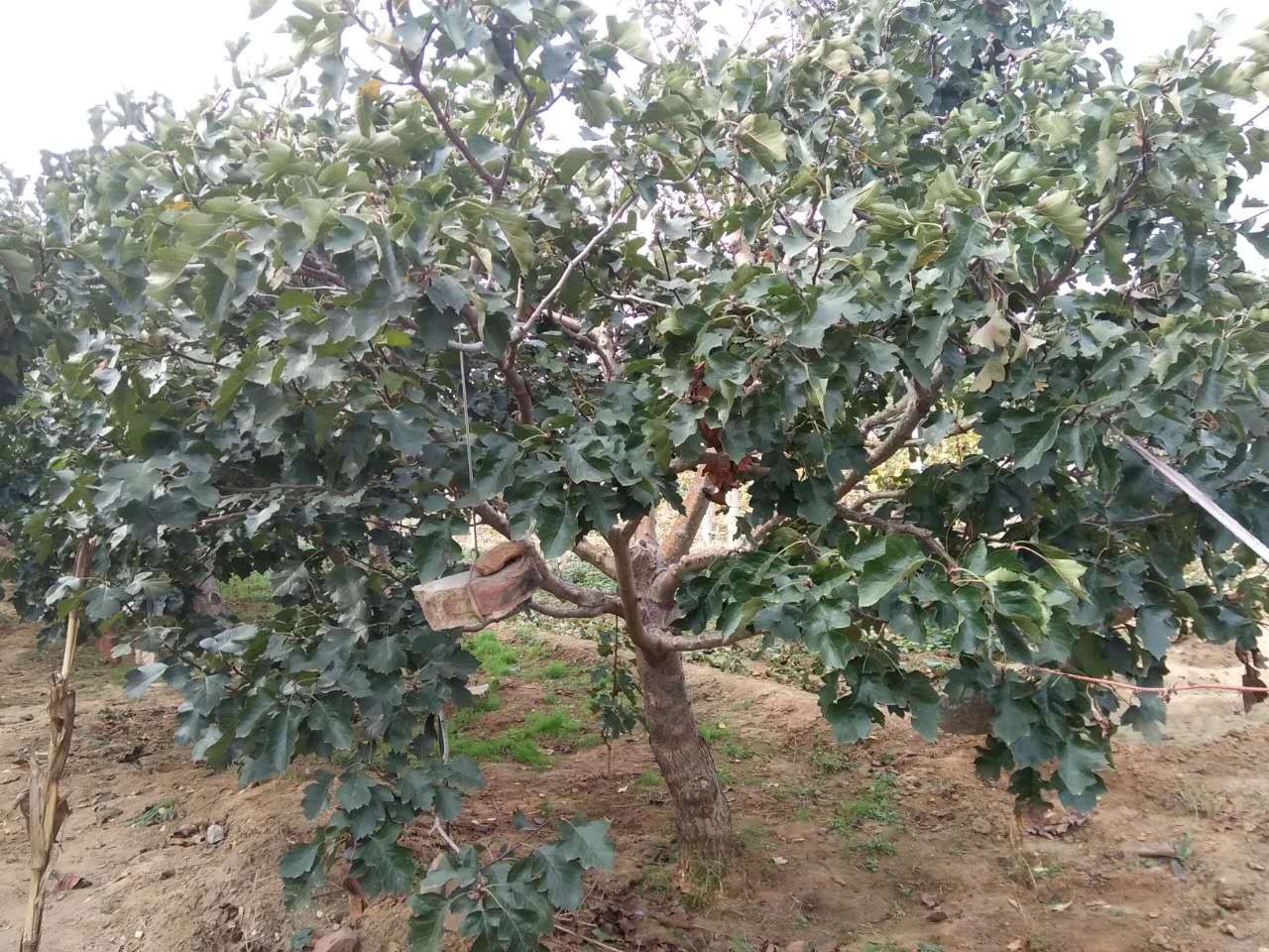 怎样进行山楂衰老树更新修剪?